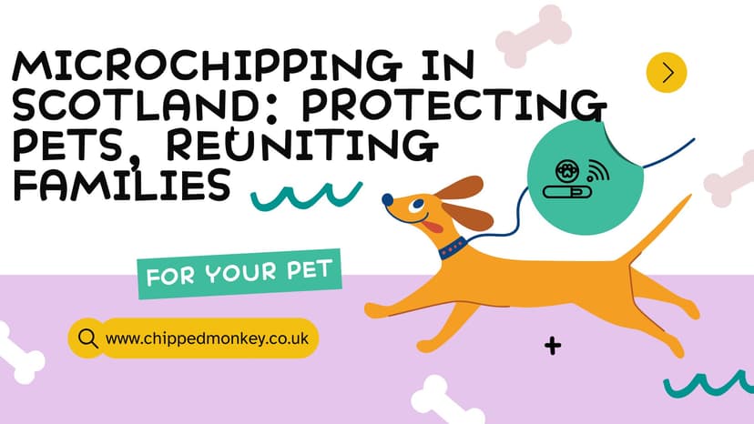 complete-guide-to-dog-and-cat-microchip-regulation-in-scotland-2025