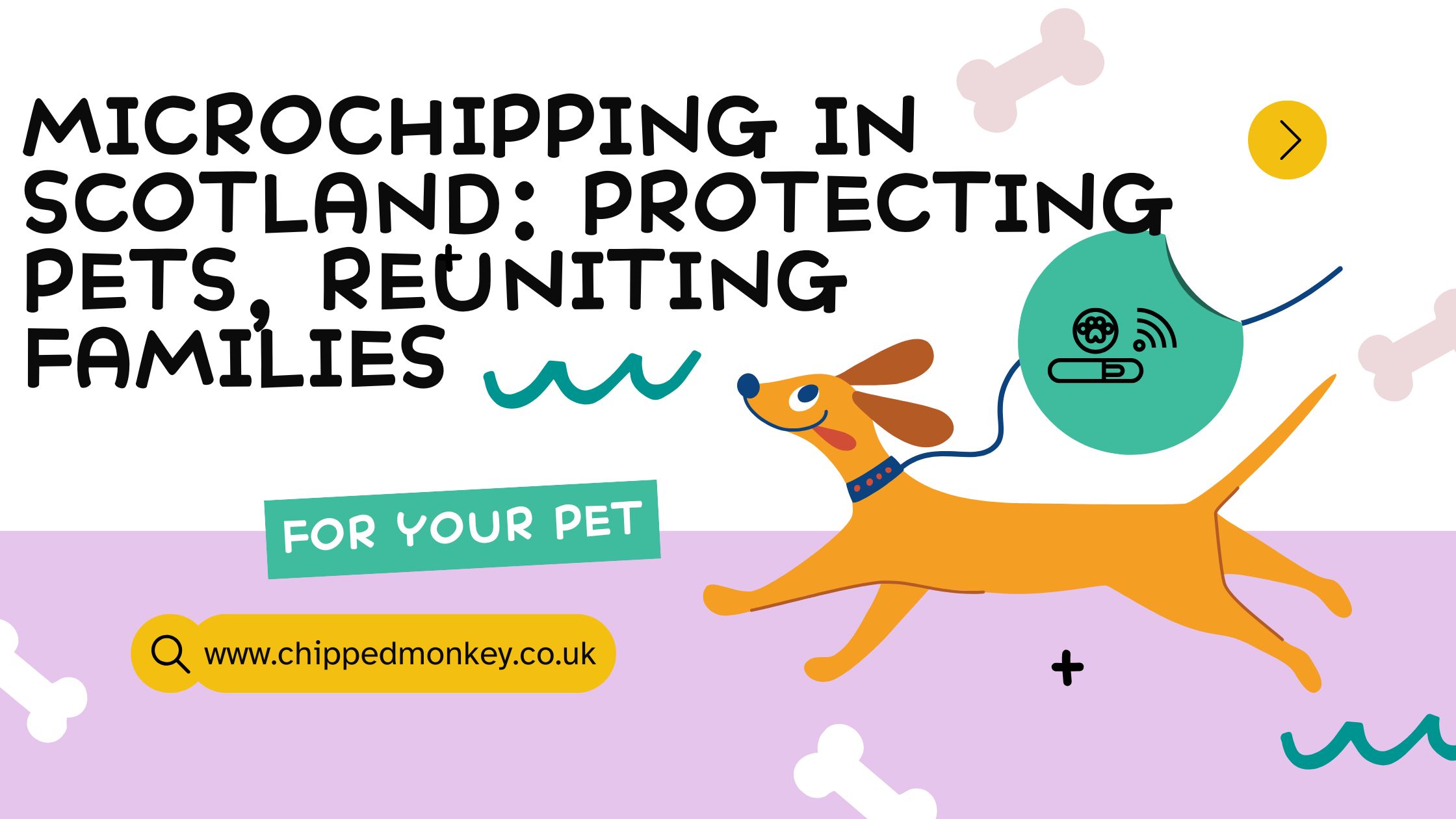 complete-guide-to-dog-and-cat-microchip-regulation-in-scotland-2025